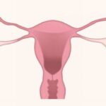 Kdy gynekolog pozná těhotenství ultrazvukem: První kroky k zázraku