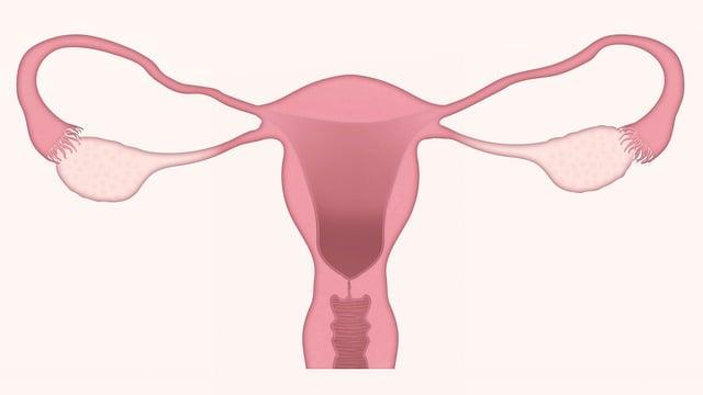 Jak často je nutné navštěvovat gynekologa během těhotenství?