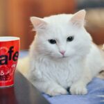 Co Ji a Pije Novorozenec: Průvodce Výživou Pro Nejmenší 18 Co Ji a Pije Novorozenec: Průvodce Výživou Pro Nejmenší