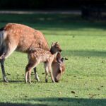 Probiotika pro Kojící Maminky: Jak Podpořit Vaše Zdraví a Zdraví Vašeho Dítěte