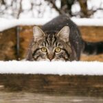 Pojišťovna Ministerstva Vnitra Příspěvky pro Těhotné: Jak na To? 15 Pojišťovna Ministerstva Vnitra Příspěvky pro Těhotné: Jak na To?