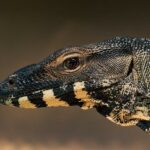 Jak funguje monitor dechu v kočárku: Zajištění bezpečnosti i na cestách